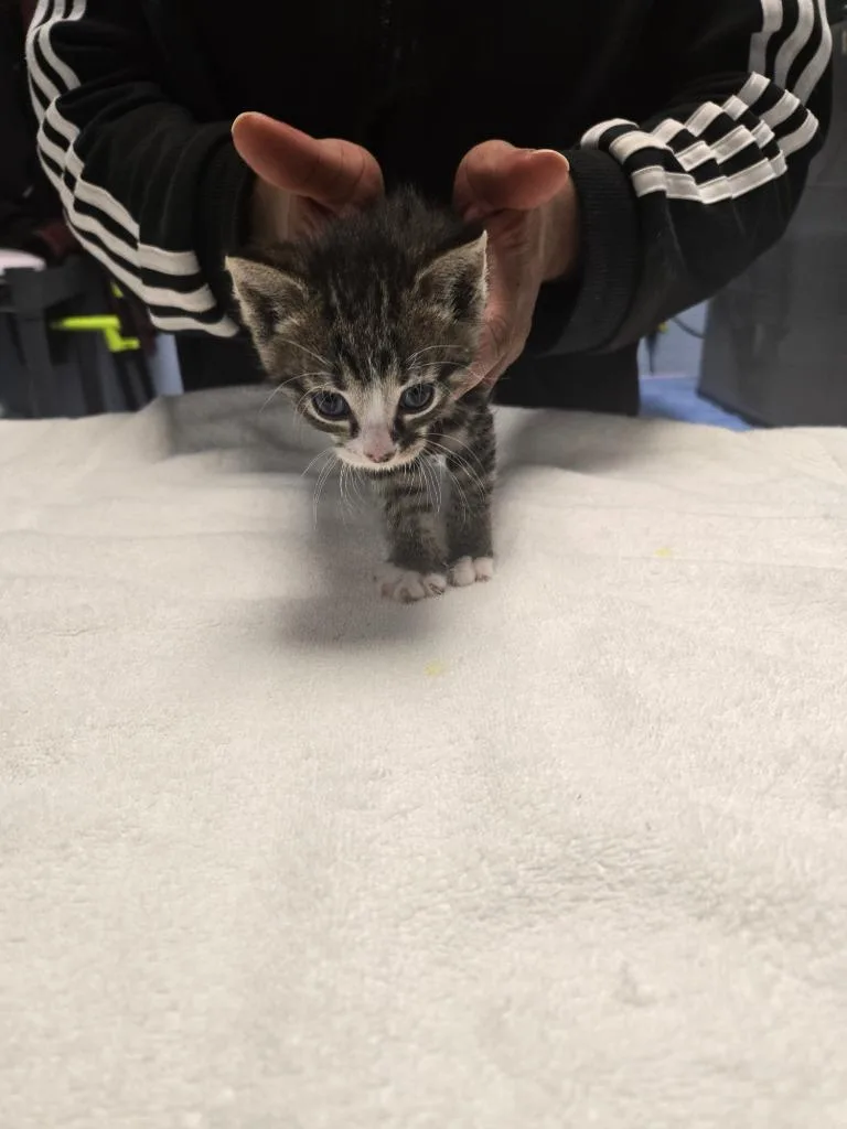 A baby large-sized male Domestic Long Hair cat named Charlie Brown for adoption in Detroit, MI