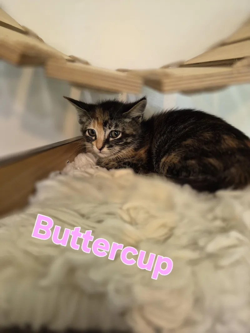 A baby small-sized female Domestic Short Hair cat named Buttercup for adoption in Lynchburg, TN