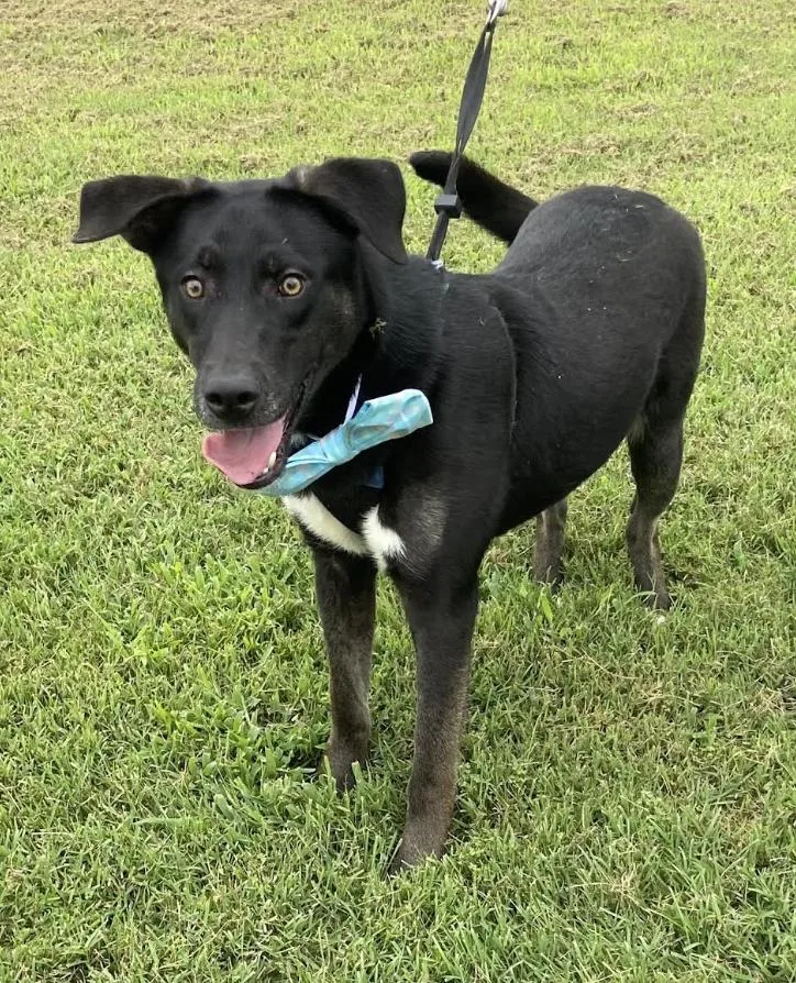 A baby medium-sized male Black Labrador Retriever dog named Roscoe Doolittle for adoption in Andover, MA