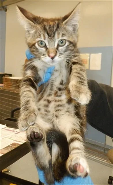 A baby small-sized female Domestic Short Hair cat named Autumn for adoption in San Jose, CA