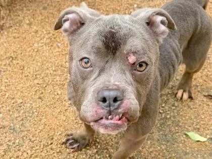 An adult medium-sized female Gray / Blue / Silver Mixed Breed dog named Alma for adoption in Georgetown, TX