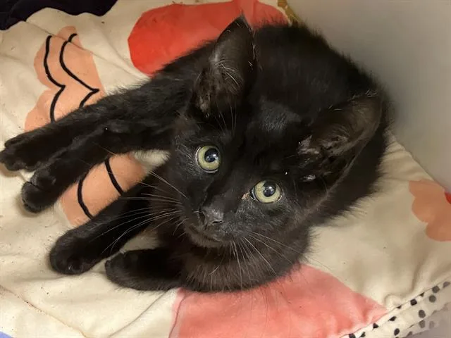 A baby small-sized male Domestic Medium Hair cat named Nostradamus for adoption in Tustin, CA