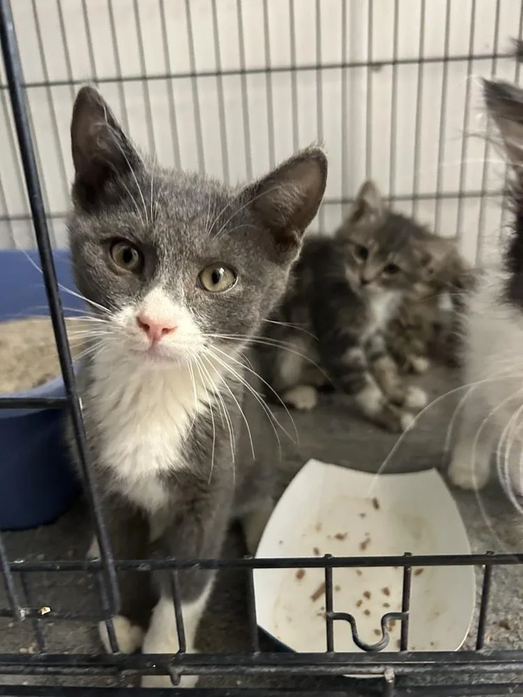 A baby small-sized male Gray & White Domestic Short Hair cat named Giovanni for adoption in Ontario, CA