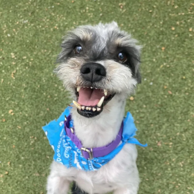 A senior small-sized male Black Terrier dog named Turnip for adoption in Providence, RI
