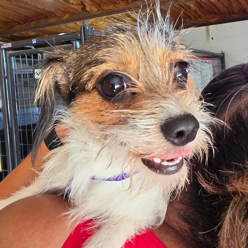 A baby small-sized female White / Cream Mixed Breed dog named Deuce Gorgon for adoption in Leander, TX