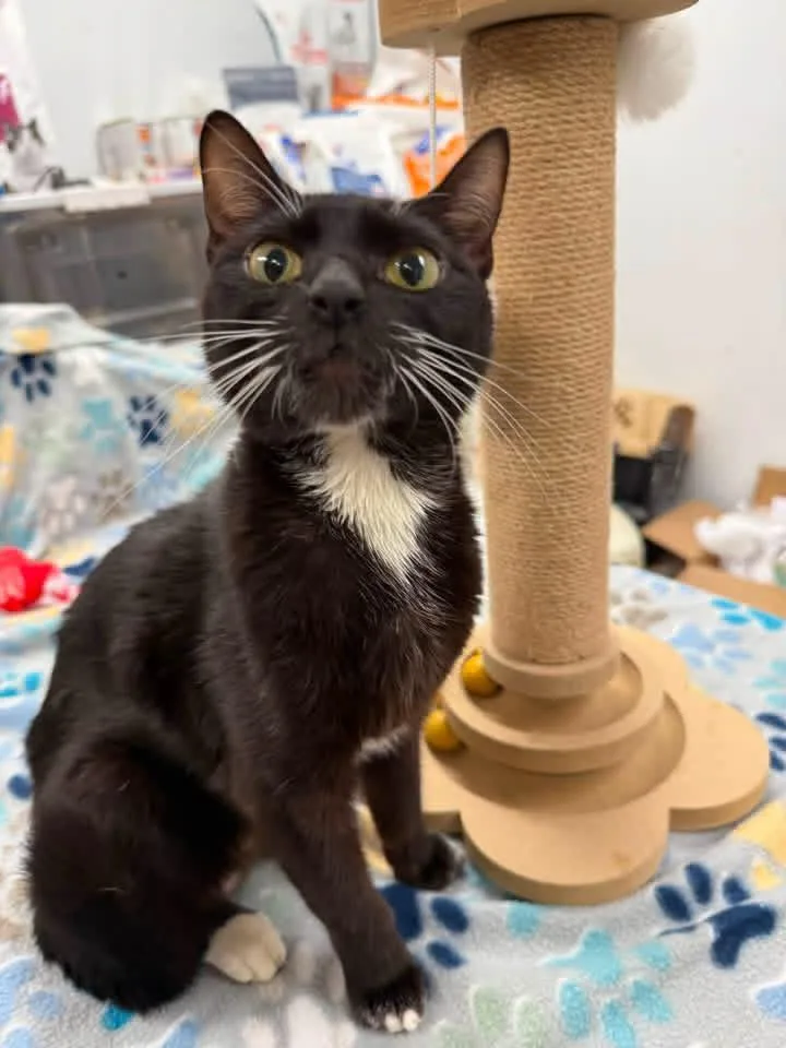An adult medium-sized female Domestic Short Hair cat named Mercy for adoption in Howes Cave, NY