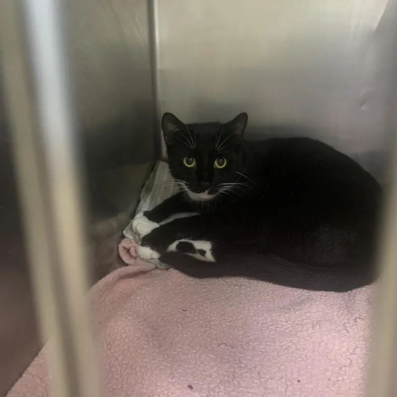 An adult large-sized female Black Domestic Short Hair cat named Miss Lily for adoption in West Palm Beach, FL