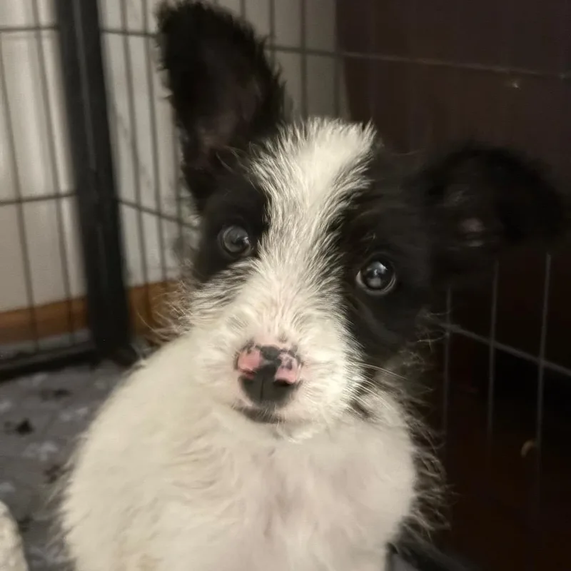 A baby small-sized male White / Cream Mixed Breed dog named Conrad for adoption in Buffalo, MN