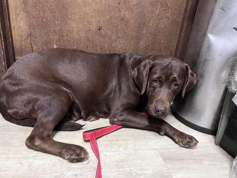 An adult large-sized female Chocolate Labrador Retriever dog named DebbieNot Accepting Applications Yet for adoption in Medina, OH