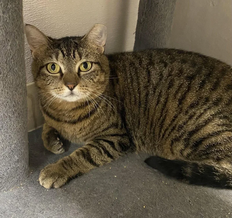 An adult medium-sized female Domestic Short Hair cat named Sughra for adoption in Satellite Beach, FL