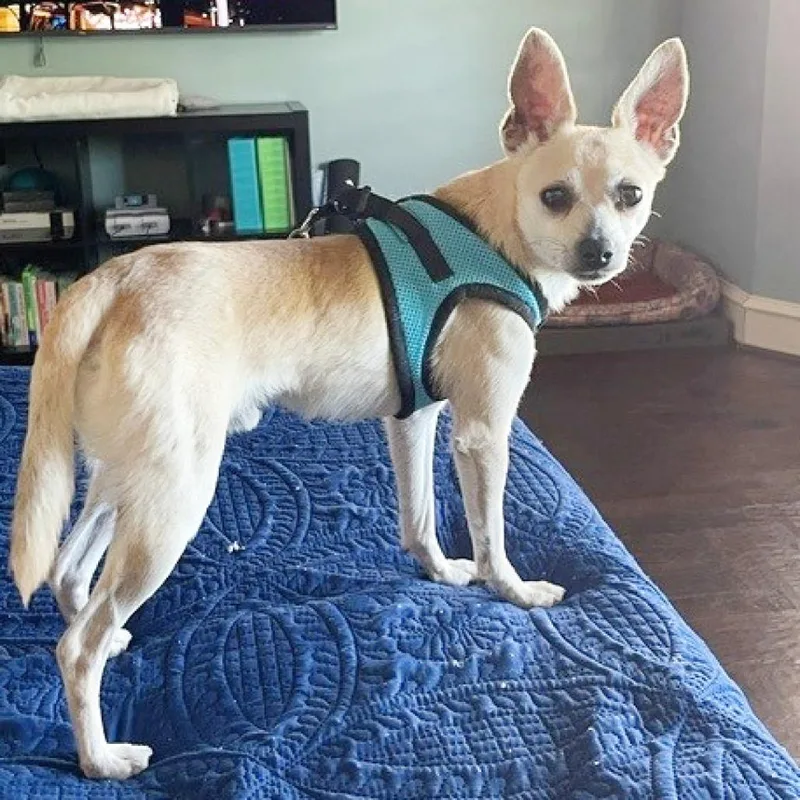 An adult small-sized male Yellow / Tan / Blond / Fawn Chihuahua dog named Dex for adoption in Flower Mound, TX