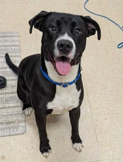 An adult large-sized male Pit Bull Terrier dog named Bonzai for adoption in Burlington, WA