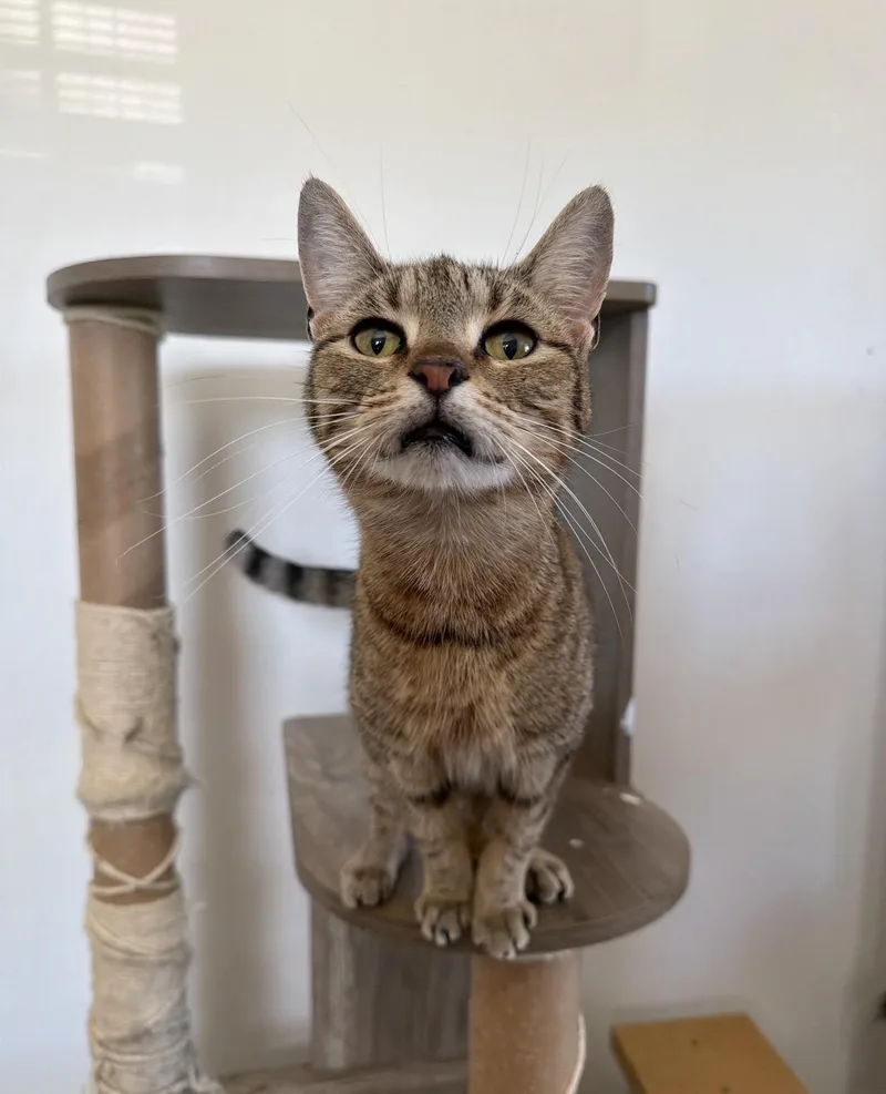 A young medium-sized female Tabby (Buff / Tan / Fawn) Tabby cat named Minnie for adoption in New York, NY