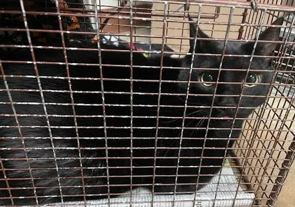 An adult small-sized male Domestic Short Hair cat named Tooth for adoption in Austin, TX