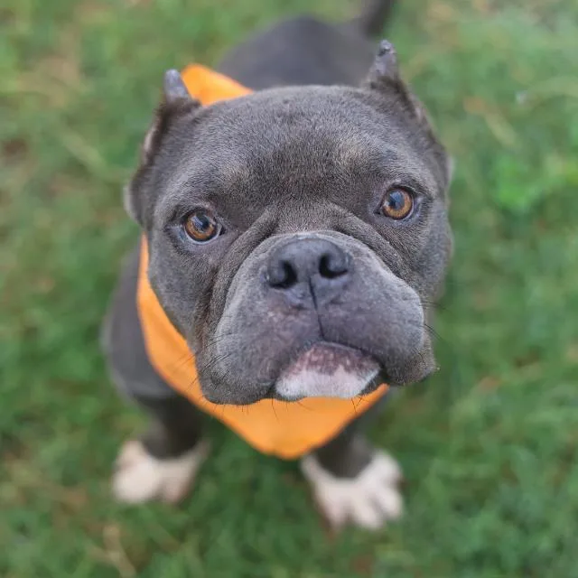 A young large-sized female American Staffordshire Terrier dog named Braya for adoption in San Antonio, TX
