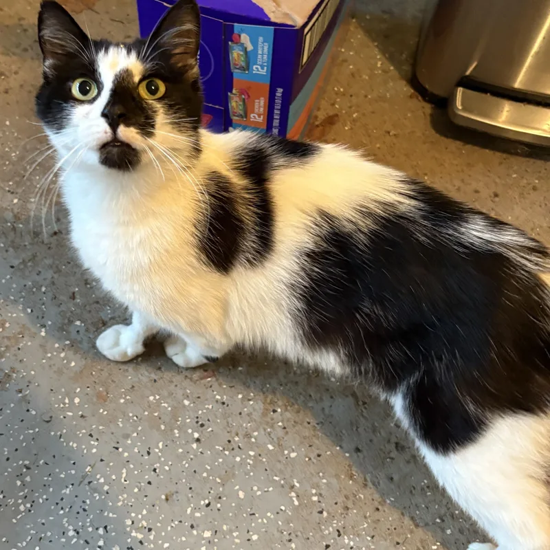 A young medium-sized female Black & White / Tuxedo American Shorthair cat named Penelope for adoption in Scranton, PA