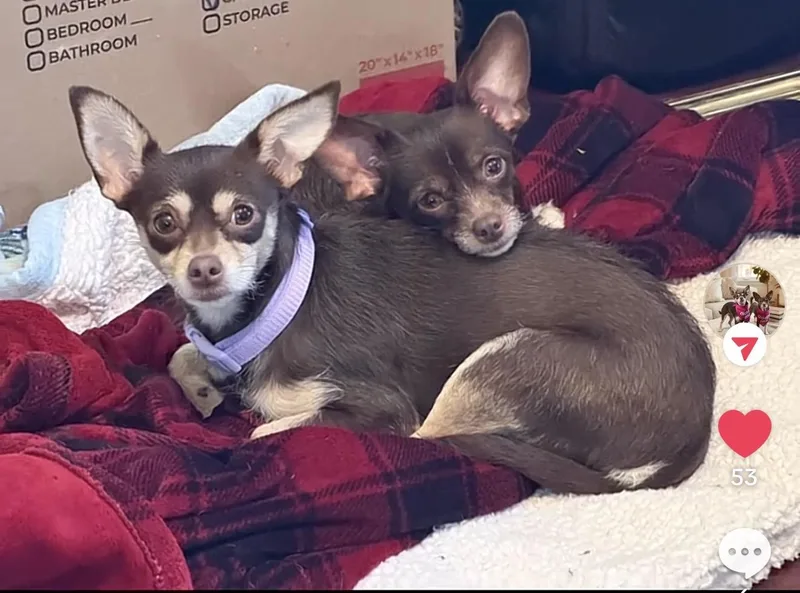 A young small-sized female Chihuahua dog named Penny & Piper for adoption in Irving, TX