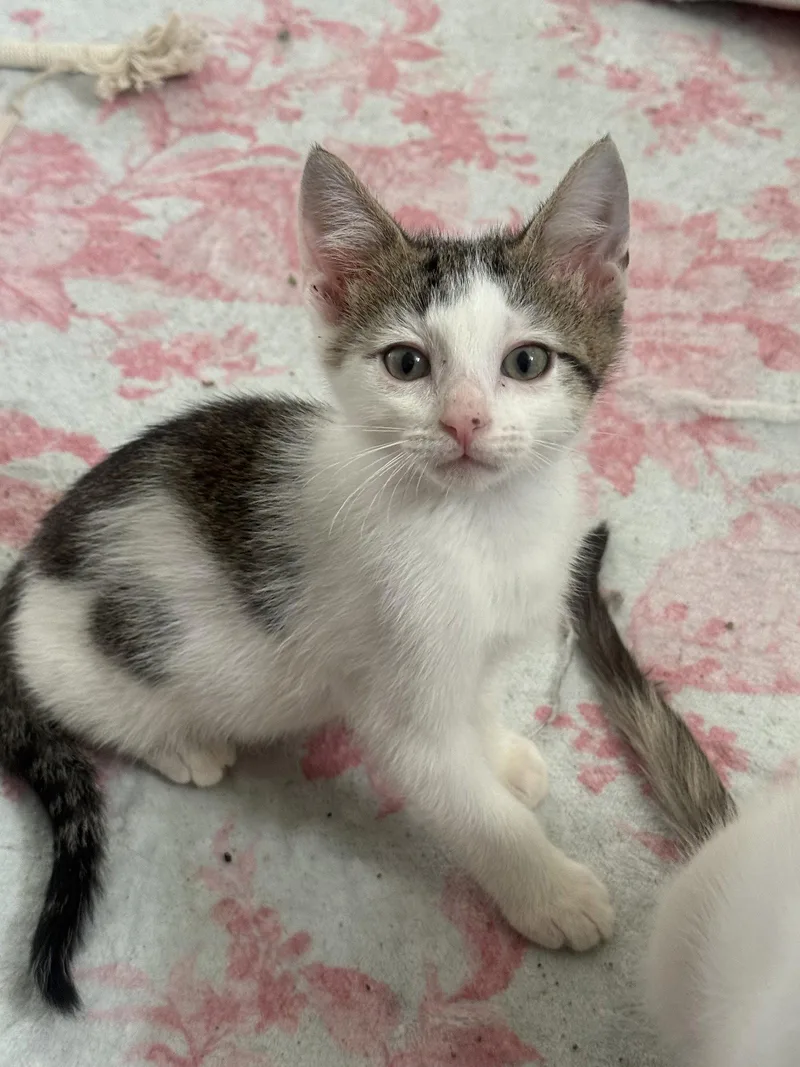 A baby medium-sized male Domestic Short Hair cat named Snickerdoodle for adoption in Fenton, MO