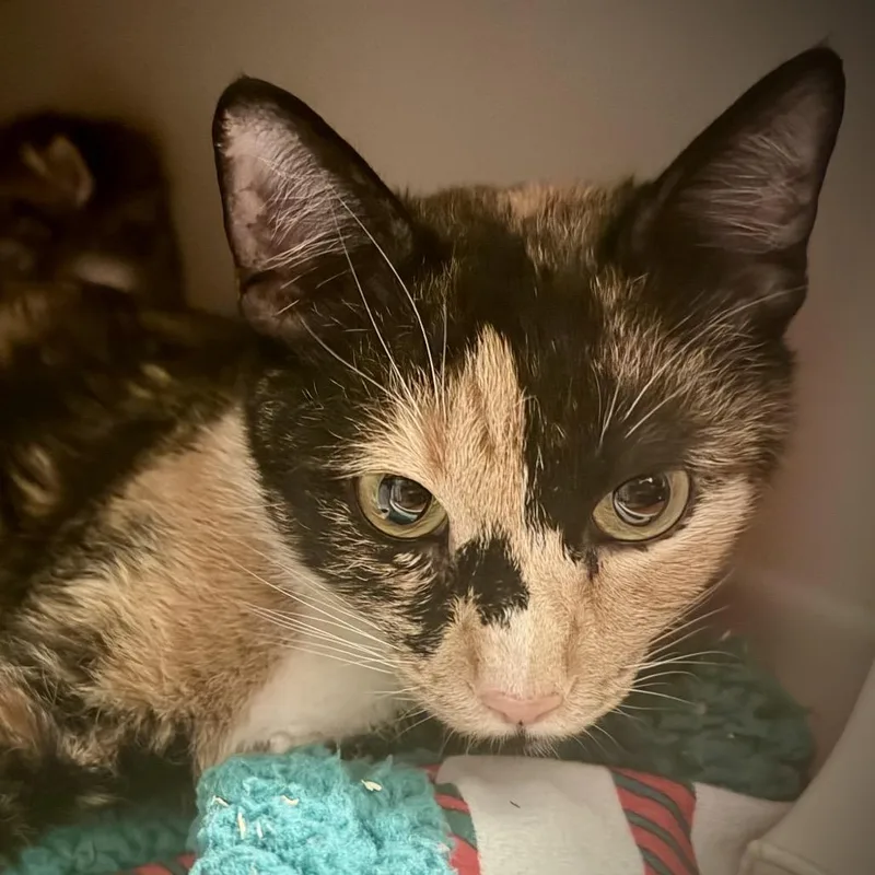 An adult small-sized female Calico American Shorthair cat named Journey for adoption in Newberg, OR