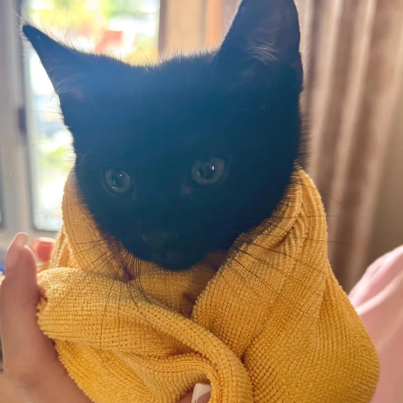 A baby small-sized male Black Domestic Short Hair cat named Iggy for adoption in Chino Hills, CA