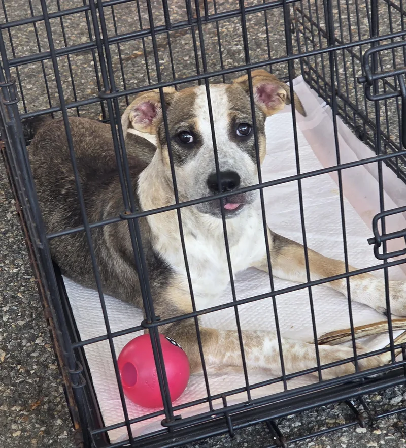 A baby medium-sized female Cattle Dog dog named Naga for adoption in Hackettstown, NJ