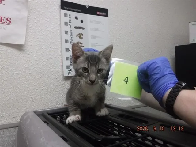 A baby small-sized male Domestic Short Hair cat named Roadrunner for adoption in Oroville, CA