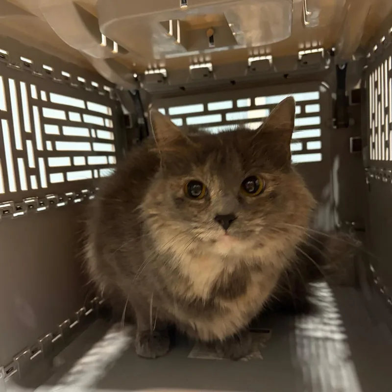 An adult medium-sized female Gray / Blue / Silver Domestic Short Hair cat named Nala for adoption in Chattanooga, TN