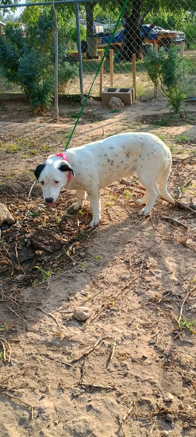 A baby medium-sized female White / Cream Mixed Breed dog named Popis for adoption in Paramus, NJ