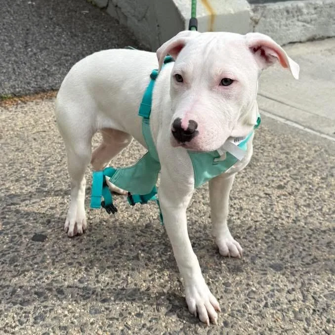 A baby large-sized male White / Cream American Staffordshire Terrier dog named Alaska for adoption in Bronx, NY