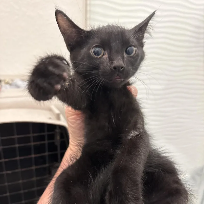 A baby small-sized male Black Domestic Short Hair cat named Meow Mix for adoption in New Port Richey, FL