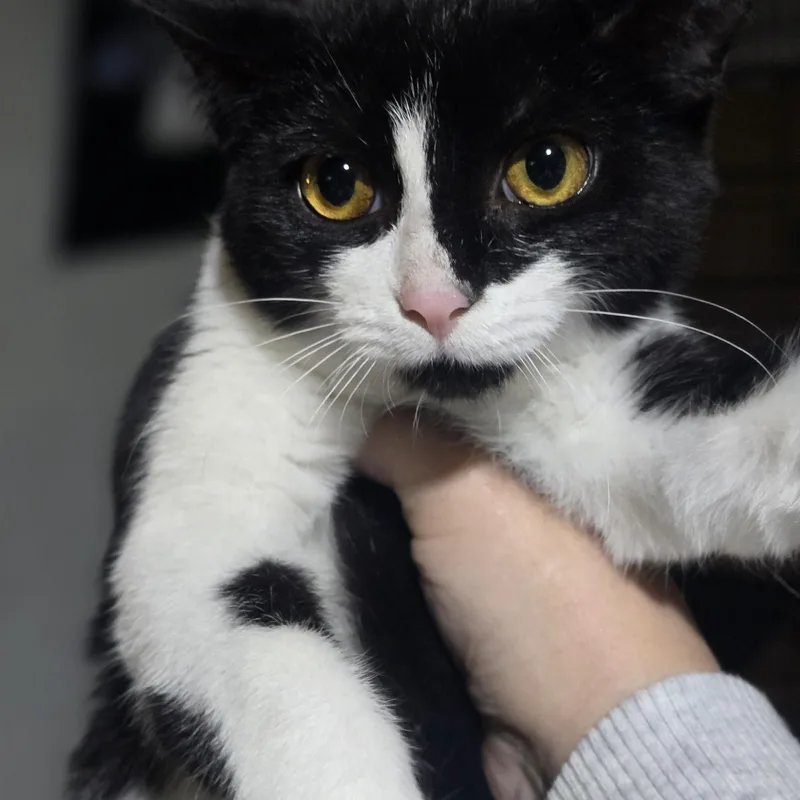 A baby large-sized female Domestic Short Hair cat named "JADIS " The white for adoption in Elizabeth, PA