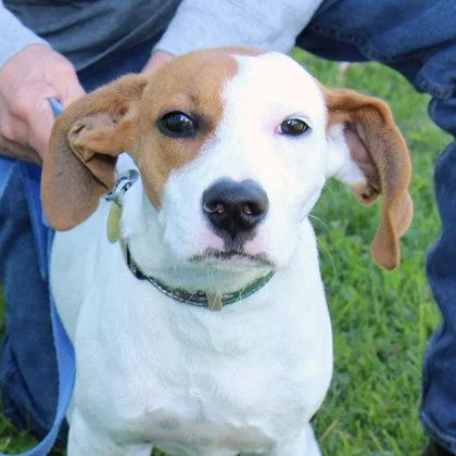 A young large-sized male White / Cream Mixed Breed dog named Parker for adoption in Lansing, MI