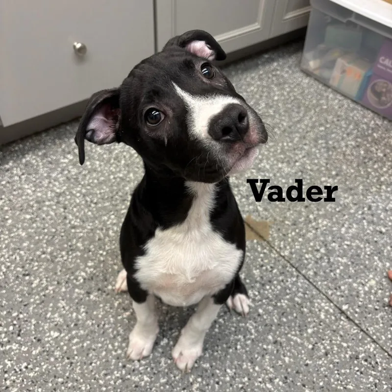 Vader