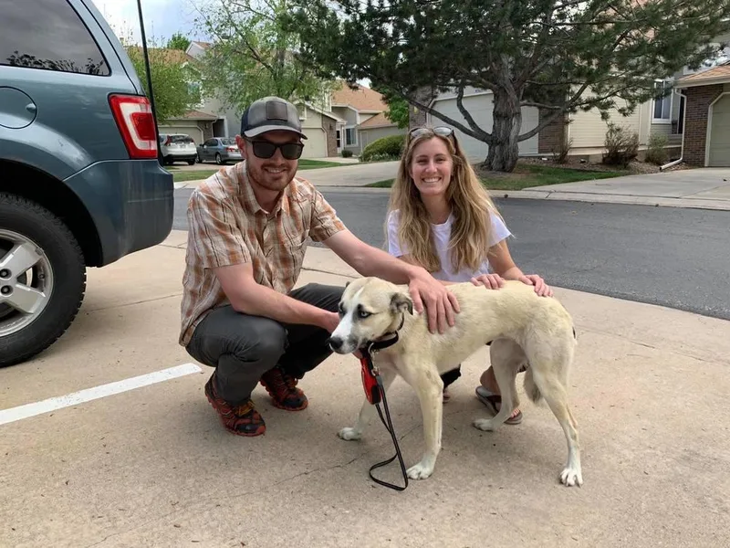 An adult medium-sized female White / Cream Labrador Retriever dog named Venus for adoption in Littleton, CO
