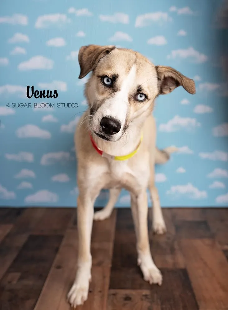 Venus thumbnail 6