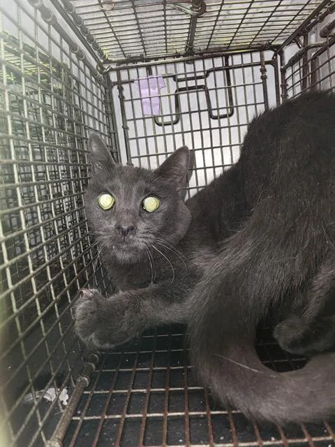 A young medium-sized male Domestic Short Hair cat named Skipper for adoption in San Antonio, TX