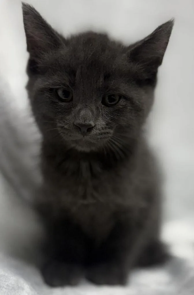 A baby medium-sized male Gray / Blue / Silver Domestic Medium Hair cat named Herb for adoption in Jackson, MI
