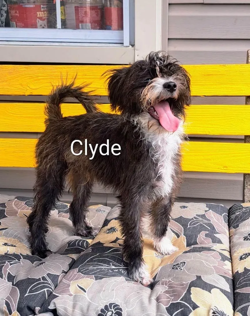 A baby small-sized male Shih Tzu dog named Clyde for adoption in Amelia, OH