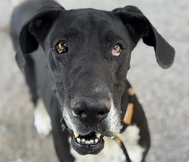 An adult extra large-sized female Great Dane dog named Maya for adoption in Tucson, AZ