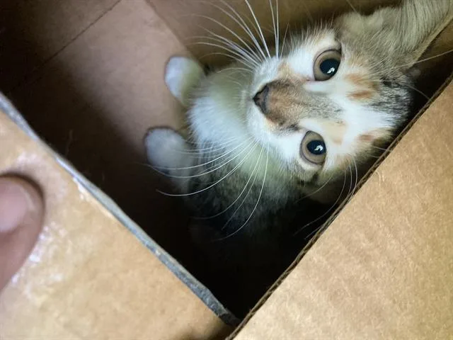 A baby small-sized female Domestic Short Hair cat named California for adoption in Dallas, TX