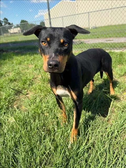 A young medium-sized female Labrador Retriever dog named Shay for adoption in Conroe, TX