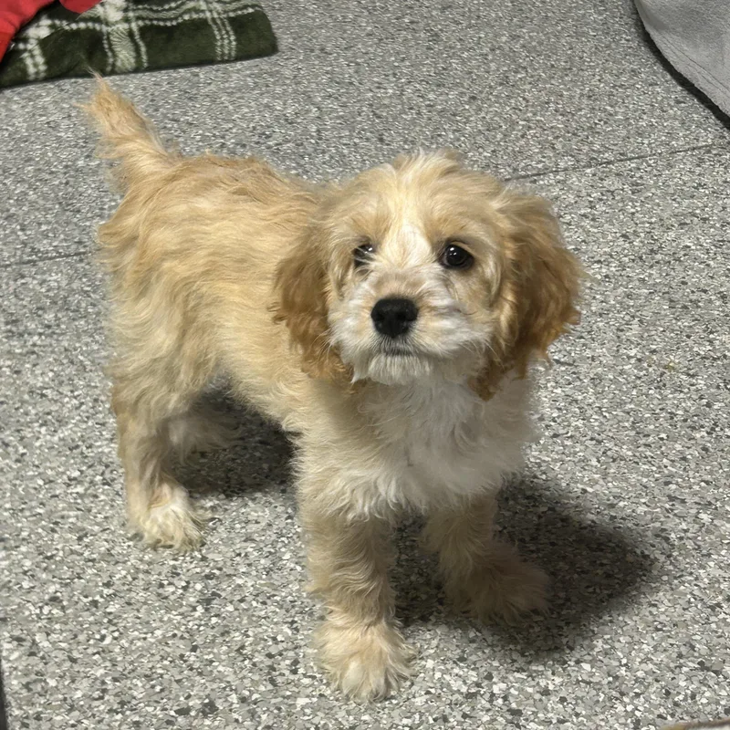 A baby small-sized male Yellow / Tan / Blond / Fawn Cockapoo dog named Scruffy. . lbs for adoption in Antwerp, OH