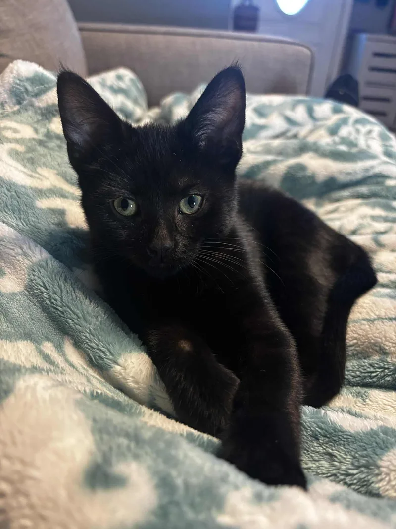 A baby small-sized female Black Domestic Short Hair cat named Sabrina for adoption in Elyria, OH