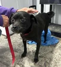 An adult small-sized male Pug dog named Pugsley for adoption in Scottsburg, IN