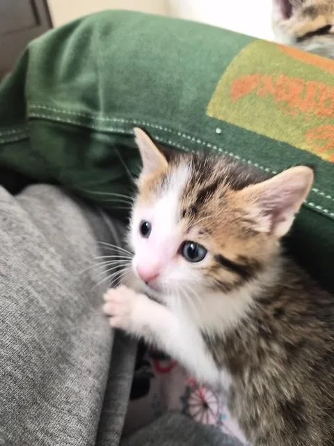 A baby small-sized male Domestic Short Hair cat named Figaro for adoption in Colorado Springs, CO
