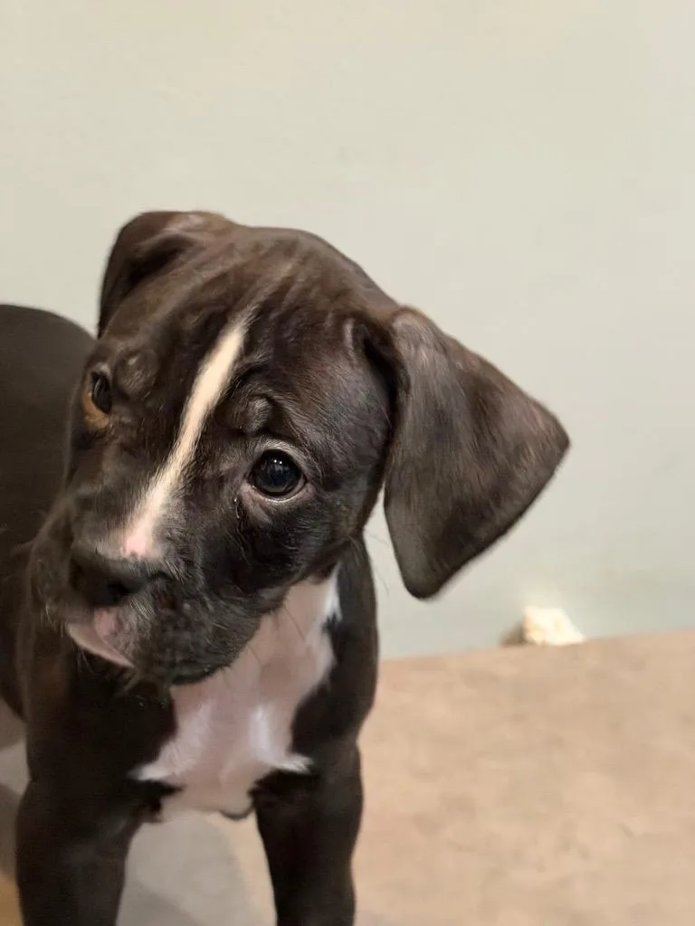 A baby small-sized female Boxer dog named Priscilla for adoption in Sharpsburg, GA