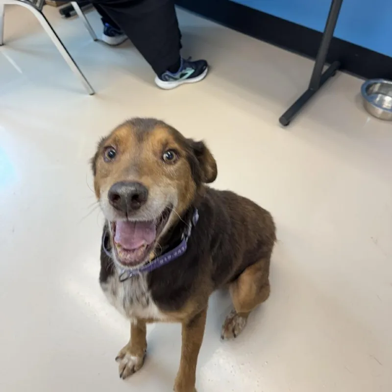 A senior medium-sized male Brown / Chocolate Mixed Breed dog named Fozzie for adoption in Mebane, NC