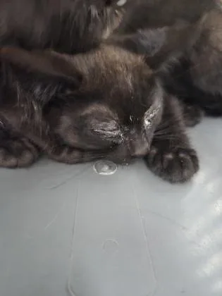 A baby small-sized male Domestic Short Hair cat named Westly for adoption in Westland, MI