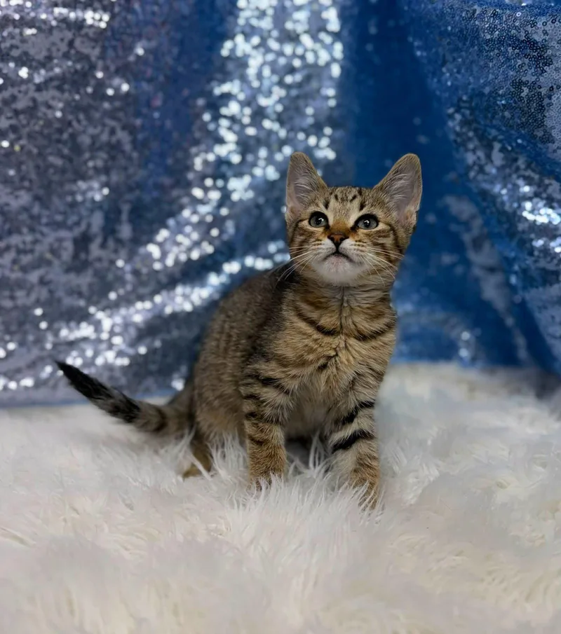 A young medium-sized male Domestic Short Hair cat named Graham for adoption in Clarkesville, GA