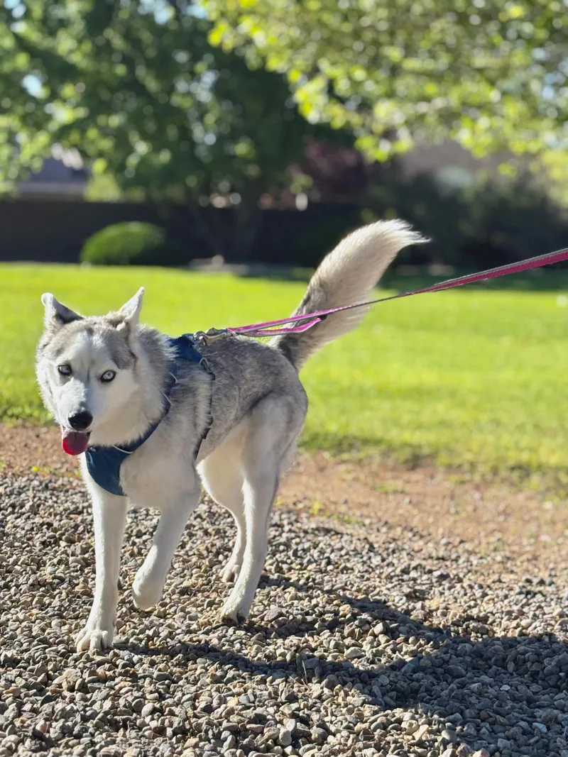 An adult medium-sized female Gray / Blue / Silver Husky dog named T R U F for adoption in JURUPA VALLEY, CA